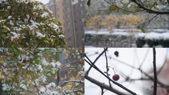 秋雪 特写 植物