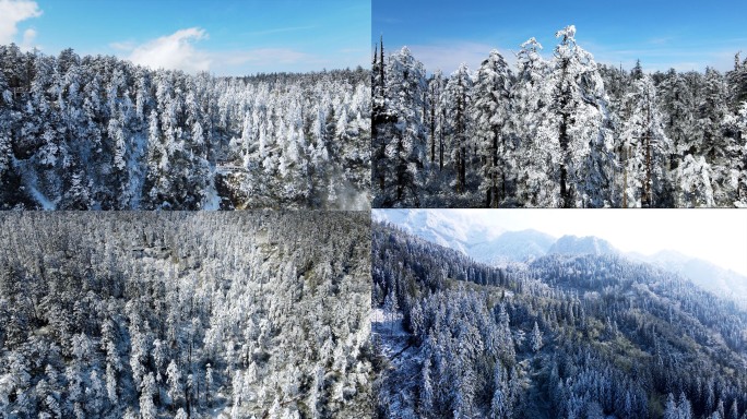 瓦屋山龙苍沟林海雪原