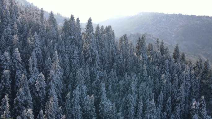 瓦屋山龙苍沟林海雪原