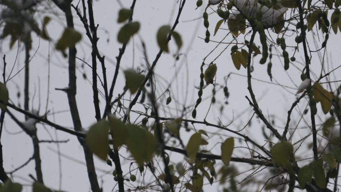 秋雪 麻雀 树梢