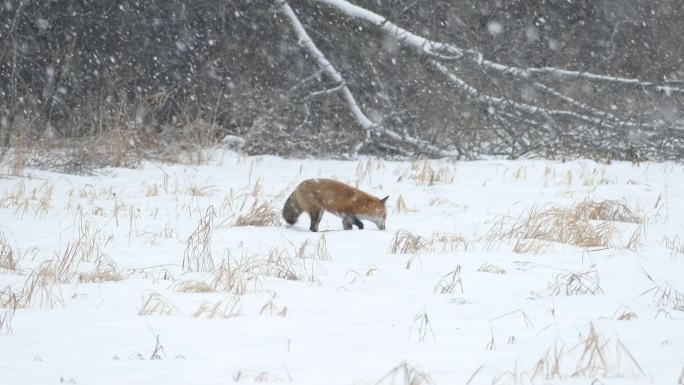 红狐在雪地里跳了7次试图抓住老鼠