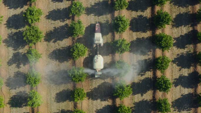 拖拉机在桔树上喷洒农药