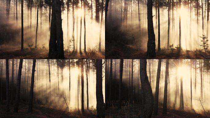 黑暗的秋林中的神秘光芒