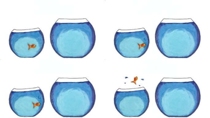 小金鱼从一个小鱼缸跳到一个大鱼缸里