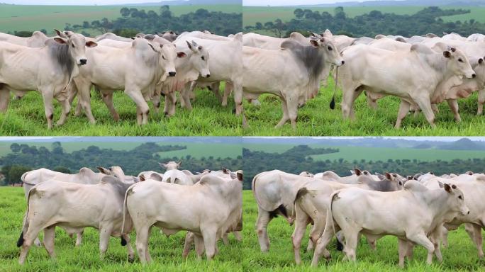 农场里的肉牛内蒙古大草原牧场农场奶牛