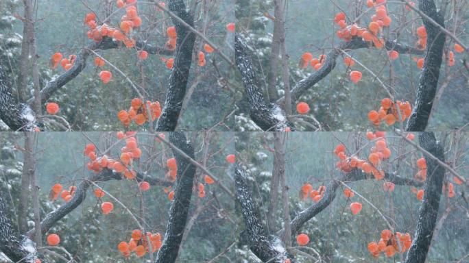 4K拍摄雪中的柿子树