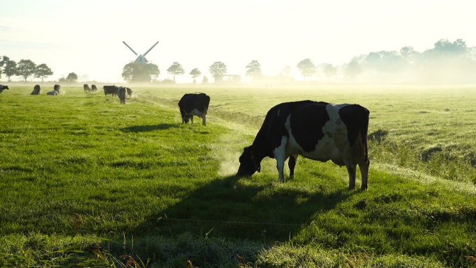 多雾的早晨，荷兰农村的奶牛。