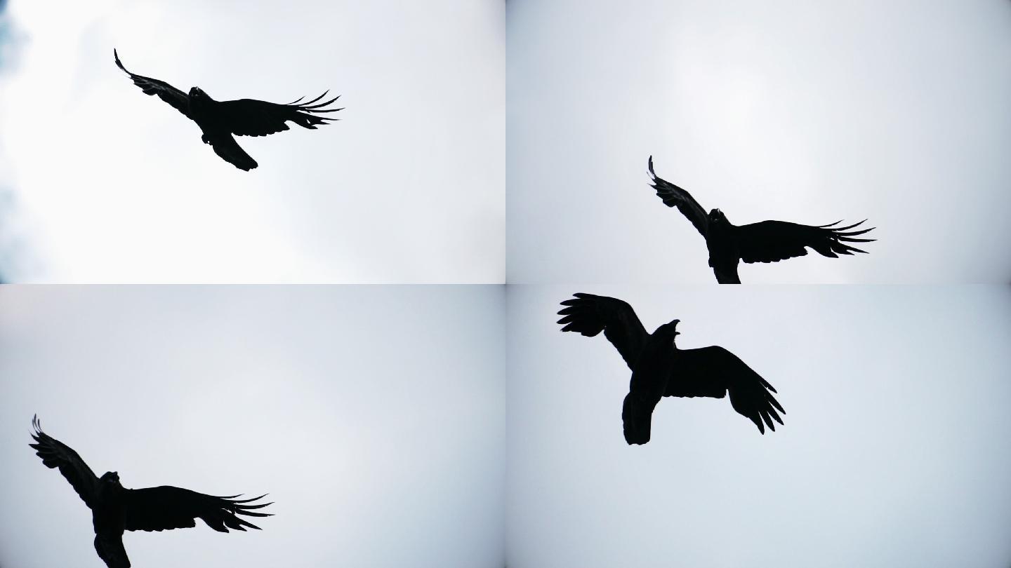 乌鸦展开翅膀在空中飞翔
