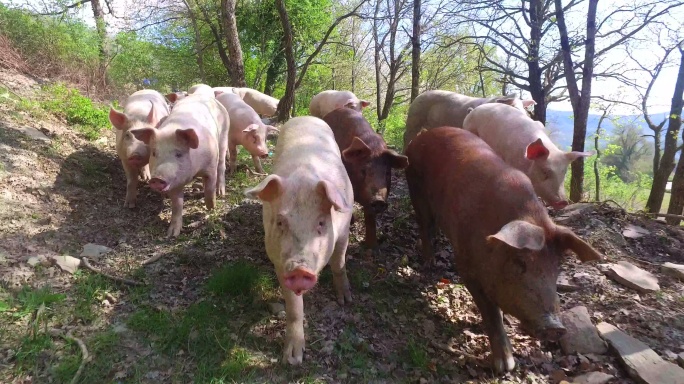 农场里放养的猪散养畜牧养殖生猪肥猪