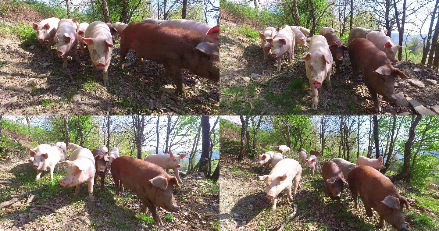农场里放养的猪散养畜牧养殖生猪肥猪