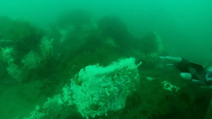 山东烟台 潜水 记录  海星 水肺