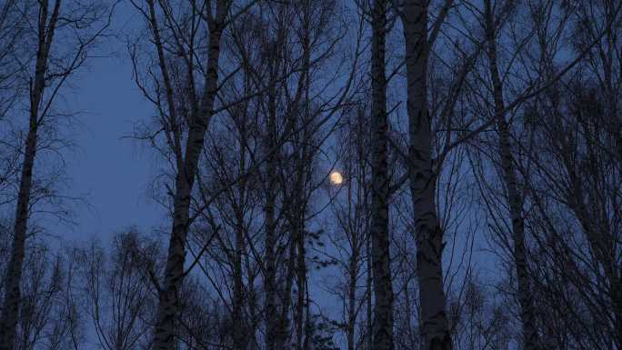 白桦林中的满月自然风景明月圆月月挂树梢