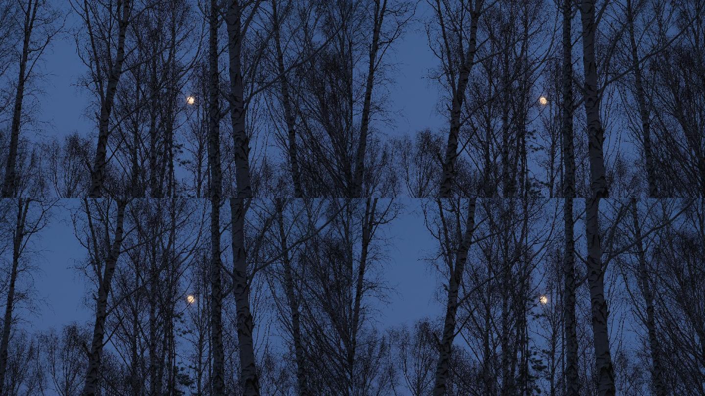 白桦林中的满月自然风景明月圆月月挂树梢