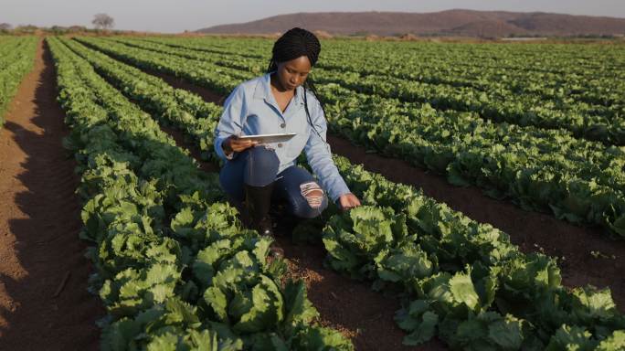 女农民使用平板电脑检查蔬菜农场的莴苣田