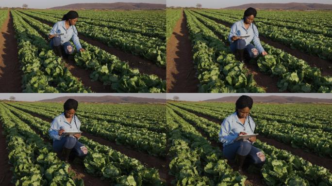 女农民使用平板电脑检查蔬菜农场的莴苣田
