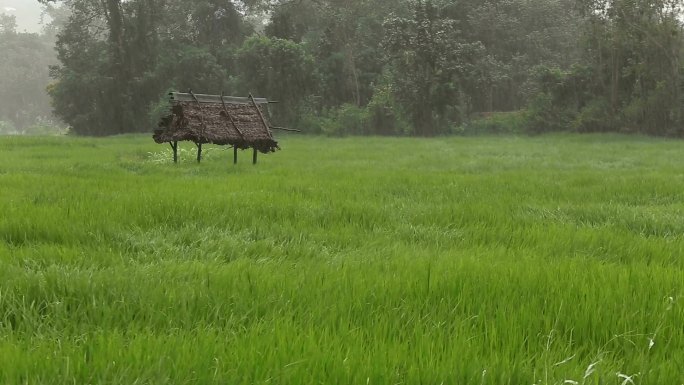 暴雨横扫稻田。雨季降雨降水农村乡村台风