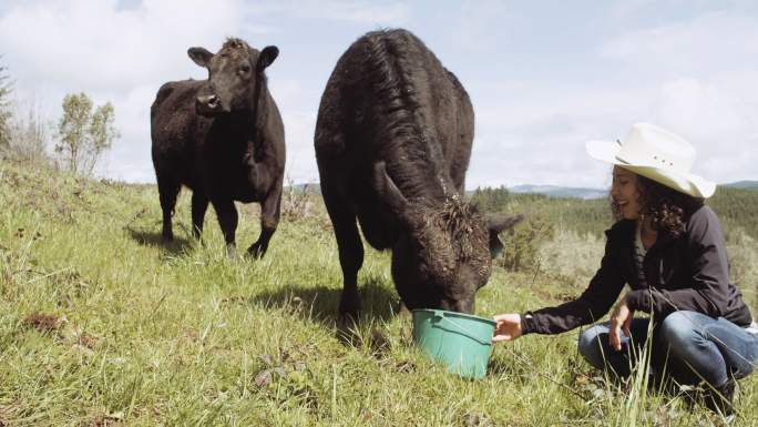 从桶里喂牛的女人现代农业绿色生态农民三农