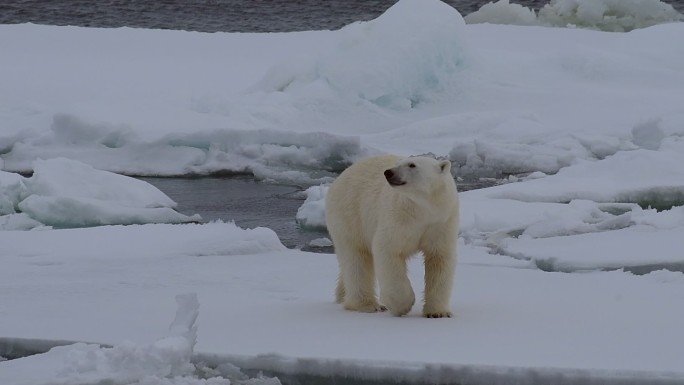 冰上北极熊白熊小熊俄罗斯俄国野兽