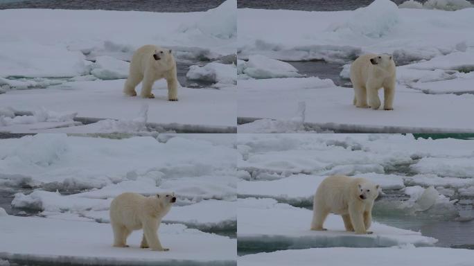 冰上北极熊白熊小熊俄罗斯俄国野兽