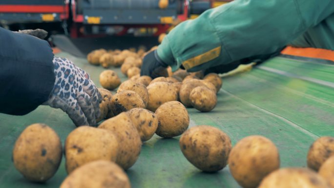 收获的土豆落在输送机上进行分类。