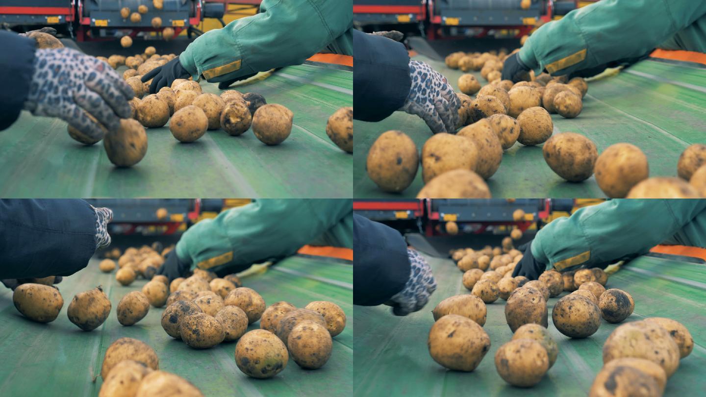 收获的土豆落在输送机上进行分类。