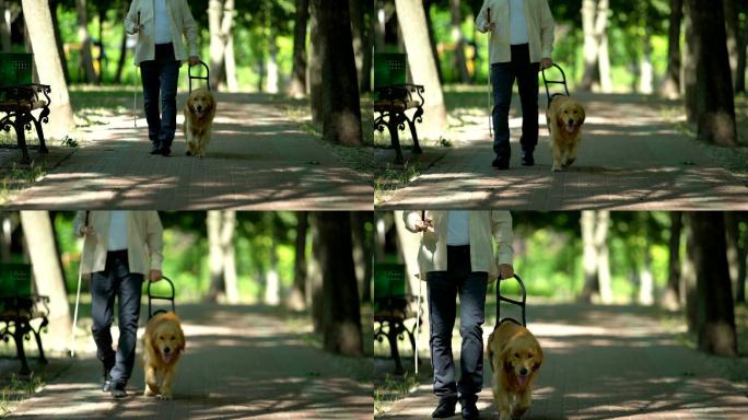 盲人手持导盲犬安全带