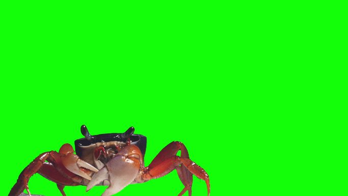 绿色背景上的螃蟹