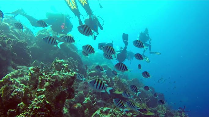 潜水员探索珊瑚礁全息特摄水底世界深海潜泳
