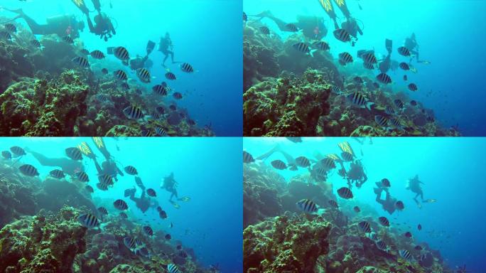潜水员探索珊瑚礁全息特摄水底世界深海潜泳