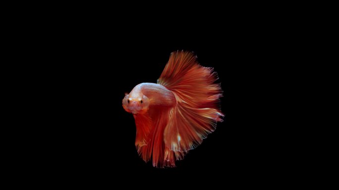暹罗斗鱼超清裸眼3D海底世界全息投影