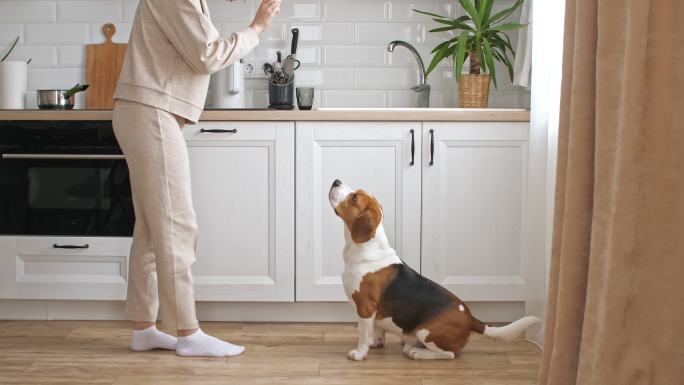 小猎犬的女主人正在训练她的宠物