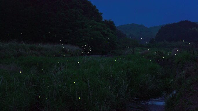 萤火虫宏观摄影自然美夏季