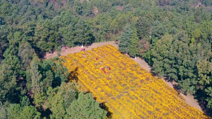 昆明郊野公园