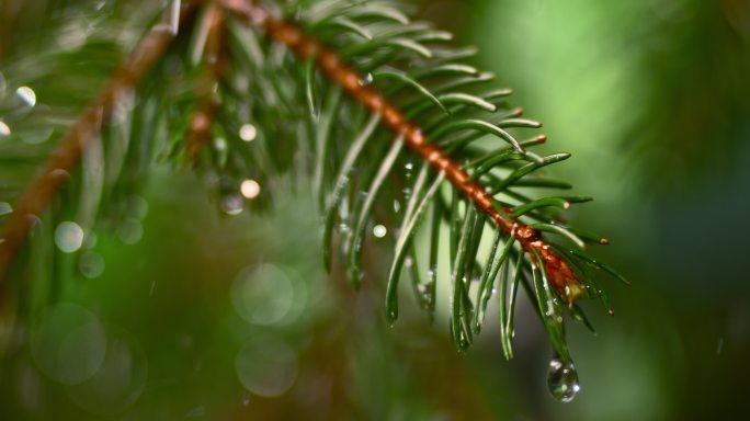 雨落在冷杉的叶子上