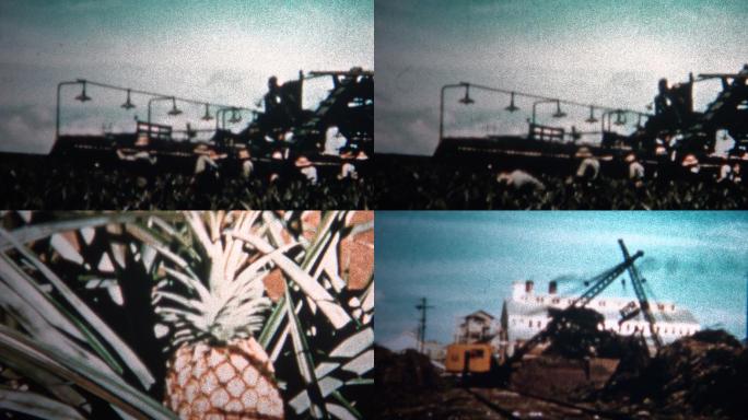 1955年夏威夷菠萝收获罐头厂