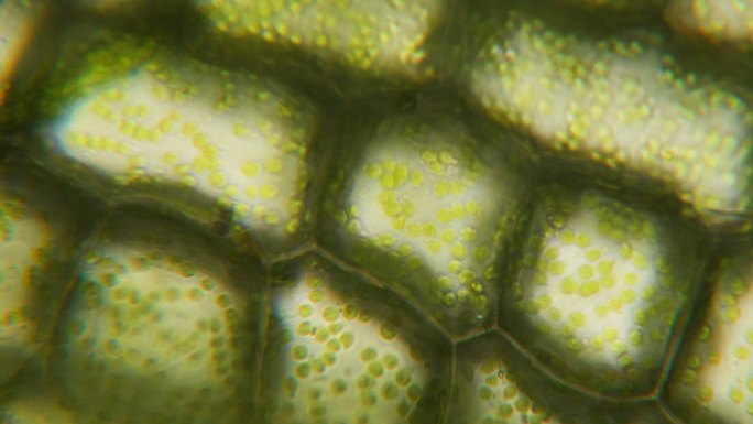 显微镜下的叶绿体。