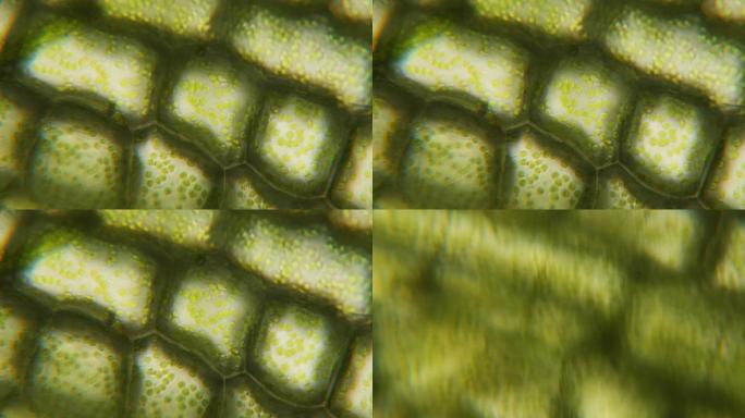 显微镜下的叶绿体。