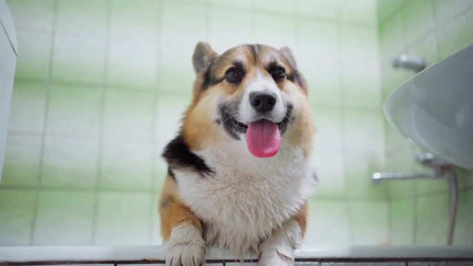 滑稽微笑的威尔士科基犬用前爪站在浴缸边上