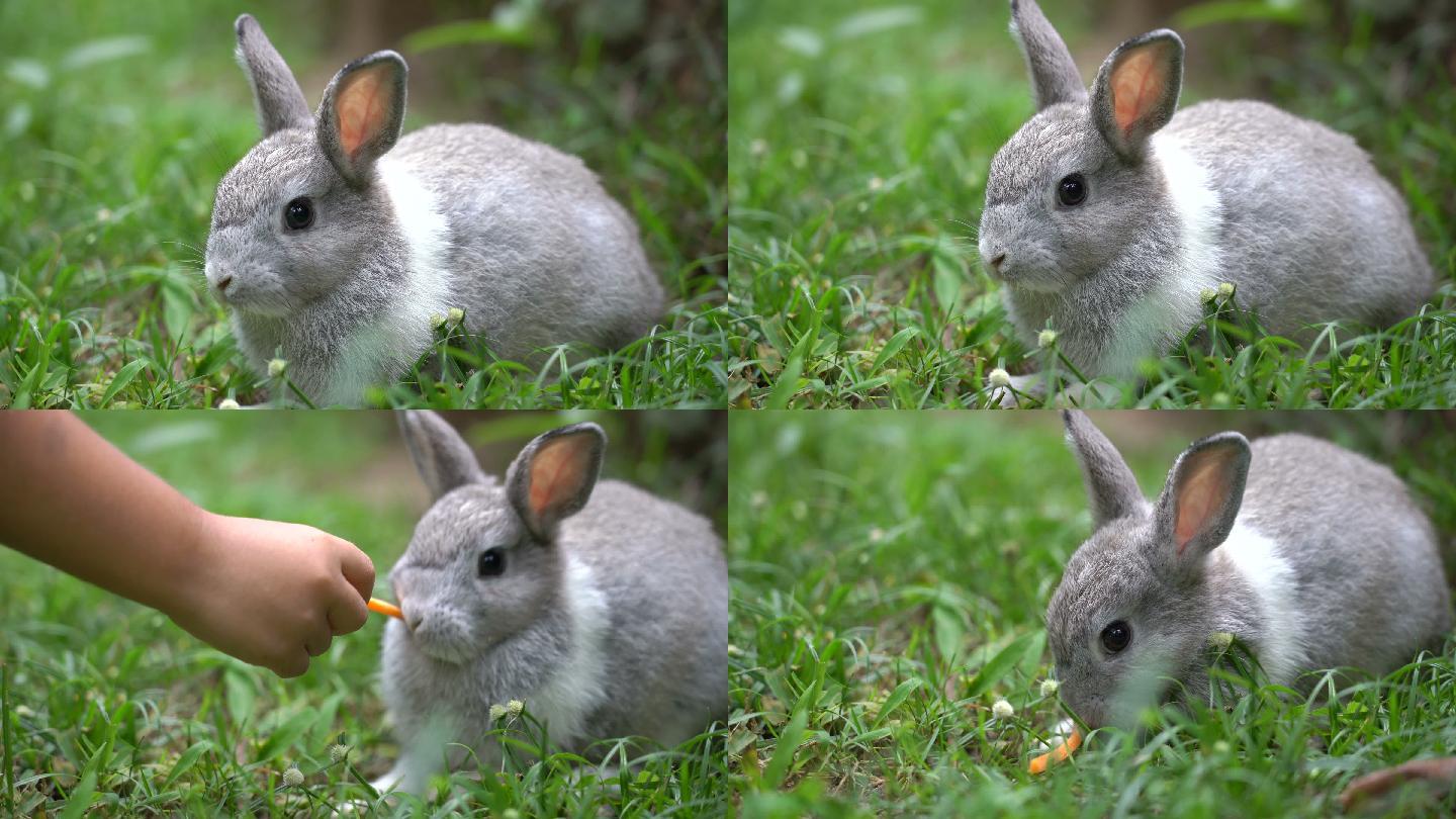 小男孩用胡萝卜喂兔子。