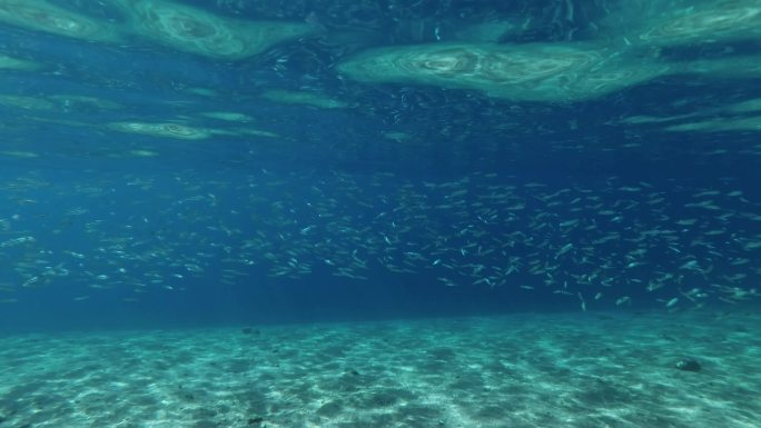 水下的鱼群海底世界深海视频素材