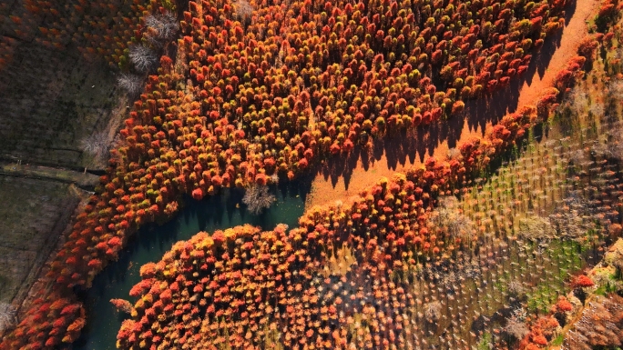 云南昆明甸尾村 水杉 红杉 湿地公园