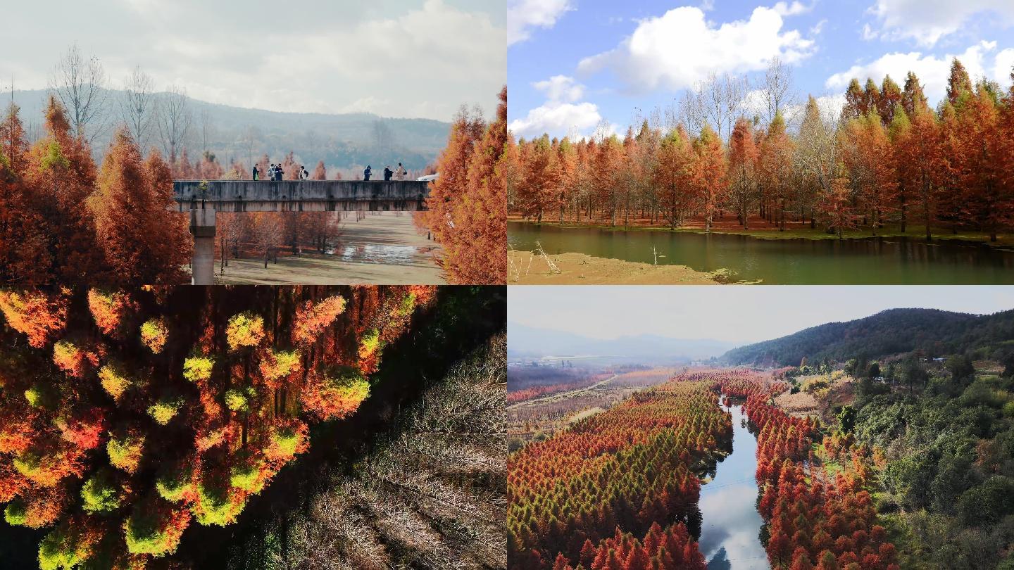 云南昆明甸尾村 水杉 红杉 湿地公园