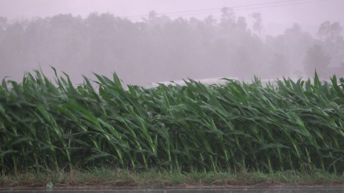玉米地狂风暴雨农田玉米地自然灾害农业受灾