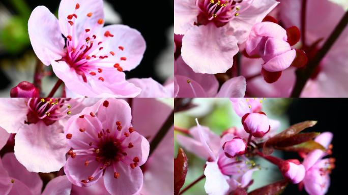 粉红色樱花盛开延时摄影延时桃花海棠花绽放