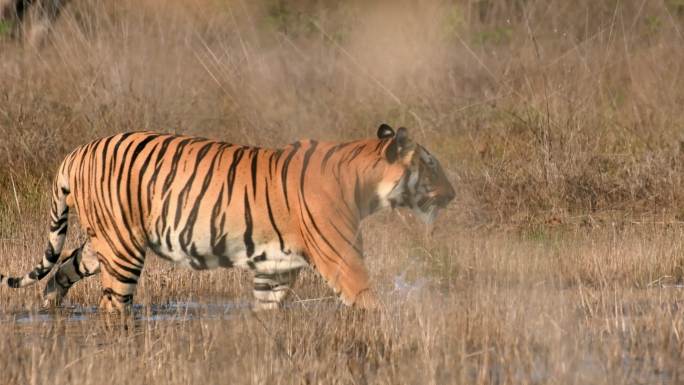 一只美丽的孟加拉虎在其自然栖息地