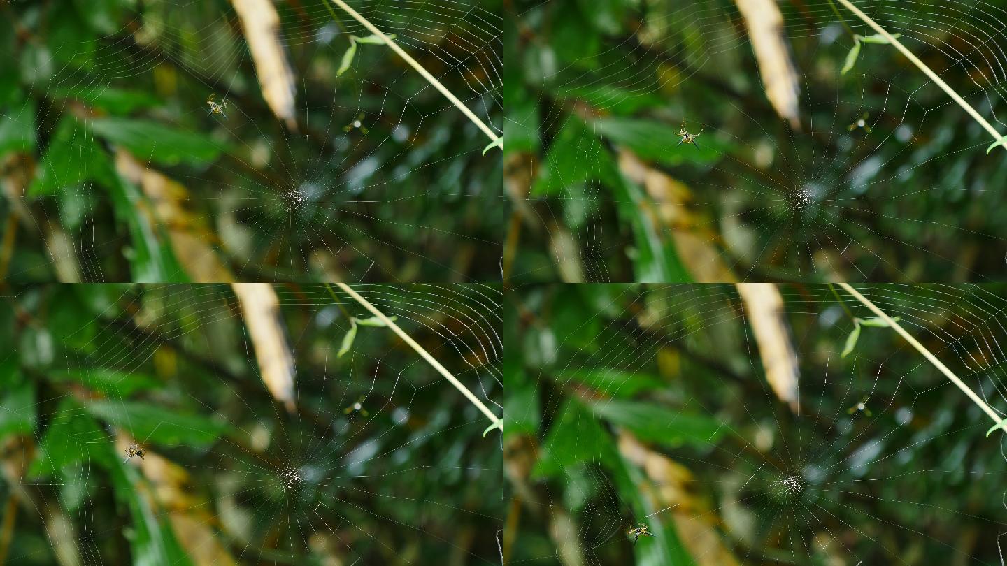 蜘蛛在森林里结网视频素材