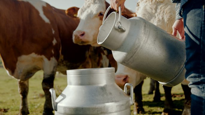 农夫把牛奶倒进桶里