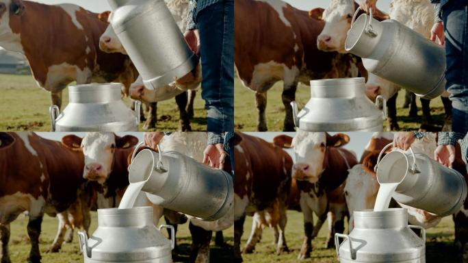 农夫把牛奶倒进桶里