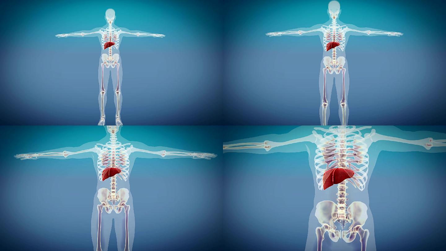 人体模型上的肝脏导管肝细胞X射线图像