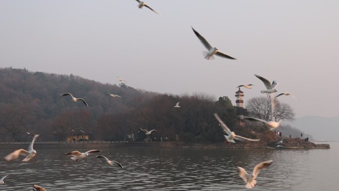 无锡太湖鼋头渚夕阳灯塔红嘴鸥
